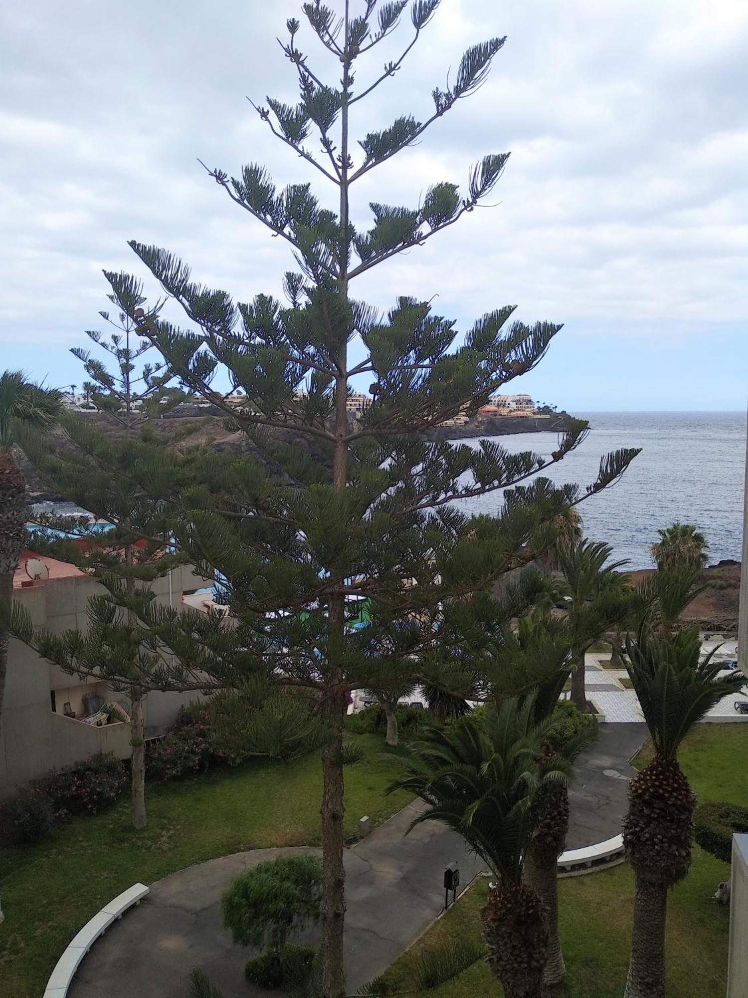Garden View Apartment In Las Galletas Arona  Eksteriør bilde